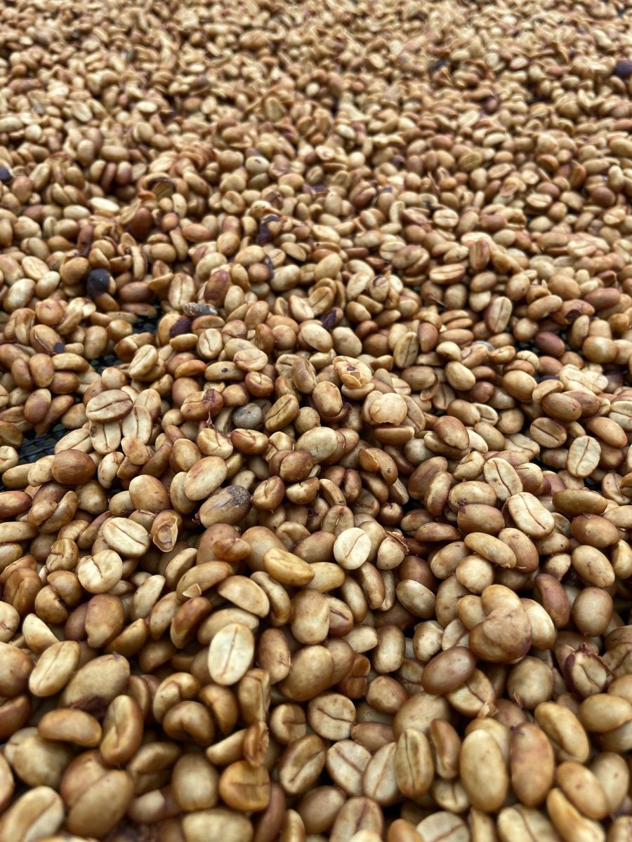 Coffee beans drying on a raised bed