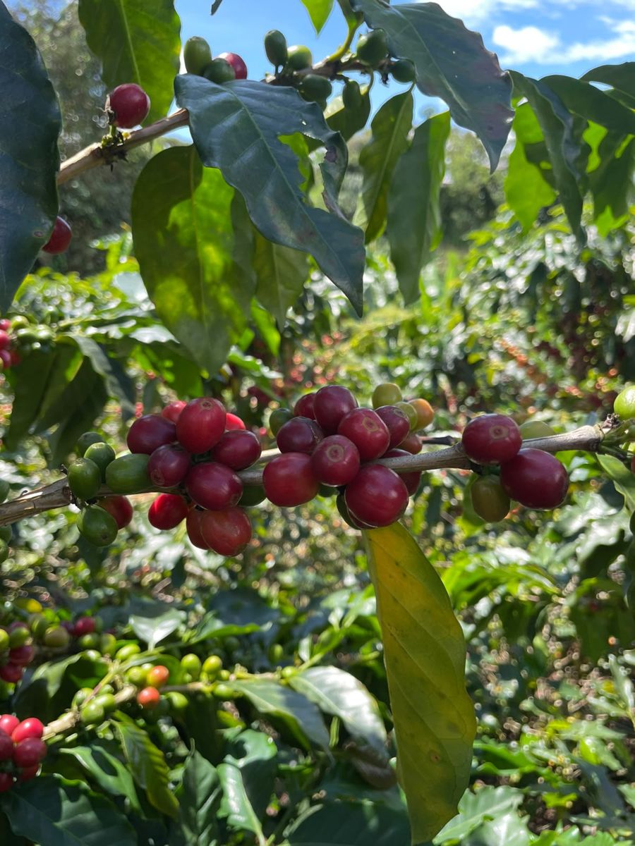 Coffee branch with red and green cherries