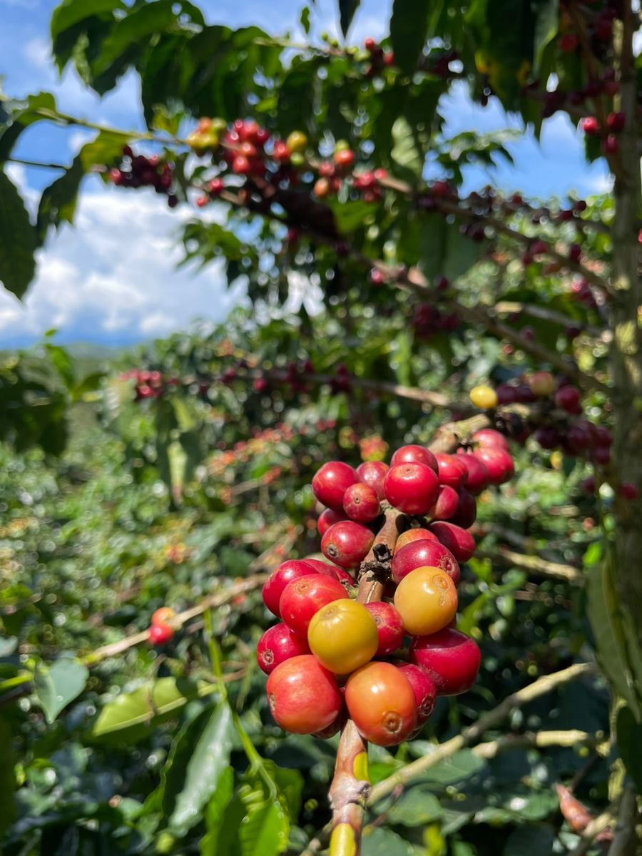 Coffee cherries ripening from yellow to red