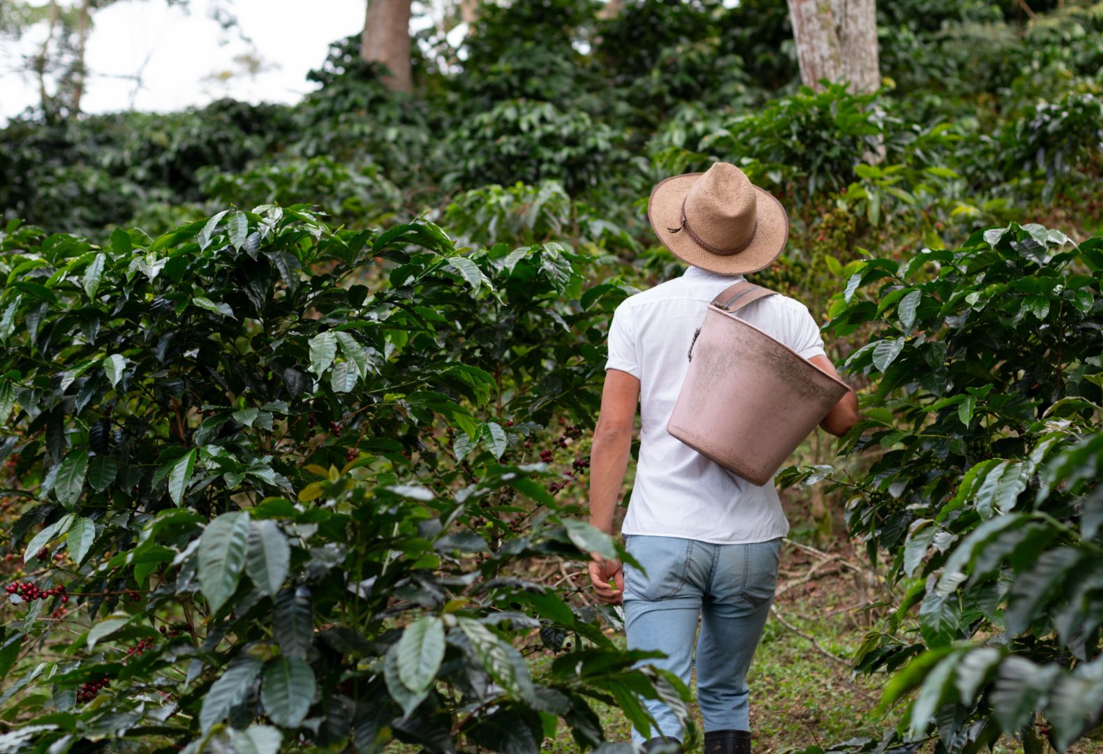 Coffee picker walking through a coffee plantation in Colombia