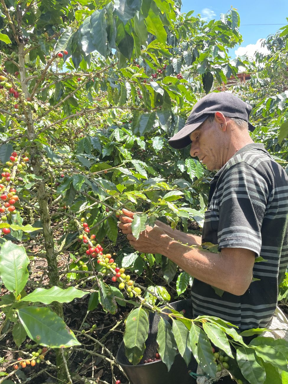 Coffee picker selecting ripe cherries by hand