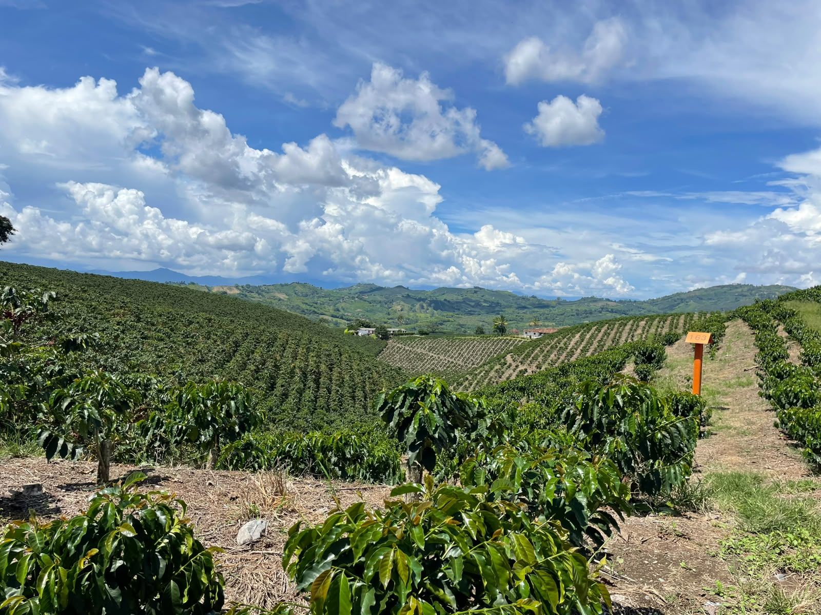 Rows of coffee trees across the hills of a Colombian coffee farm