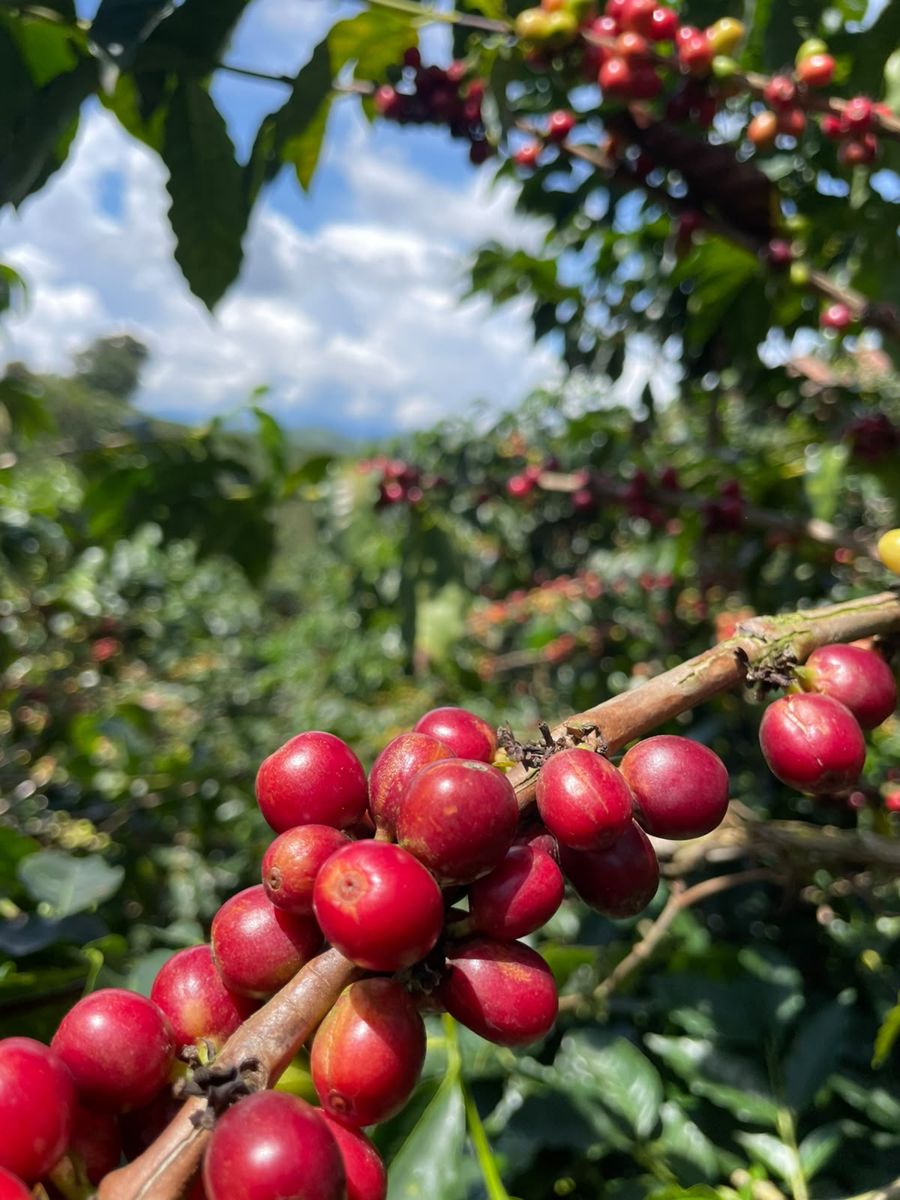 Cluster of ripe red coffee cherries on a branch in Colombia