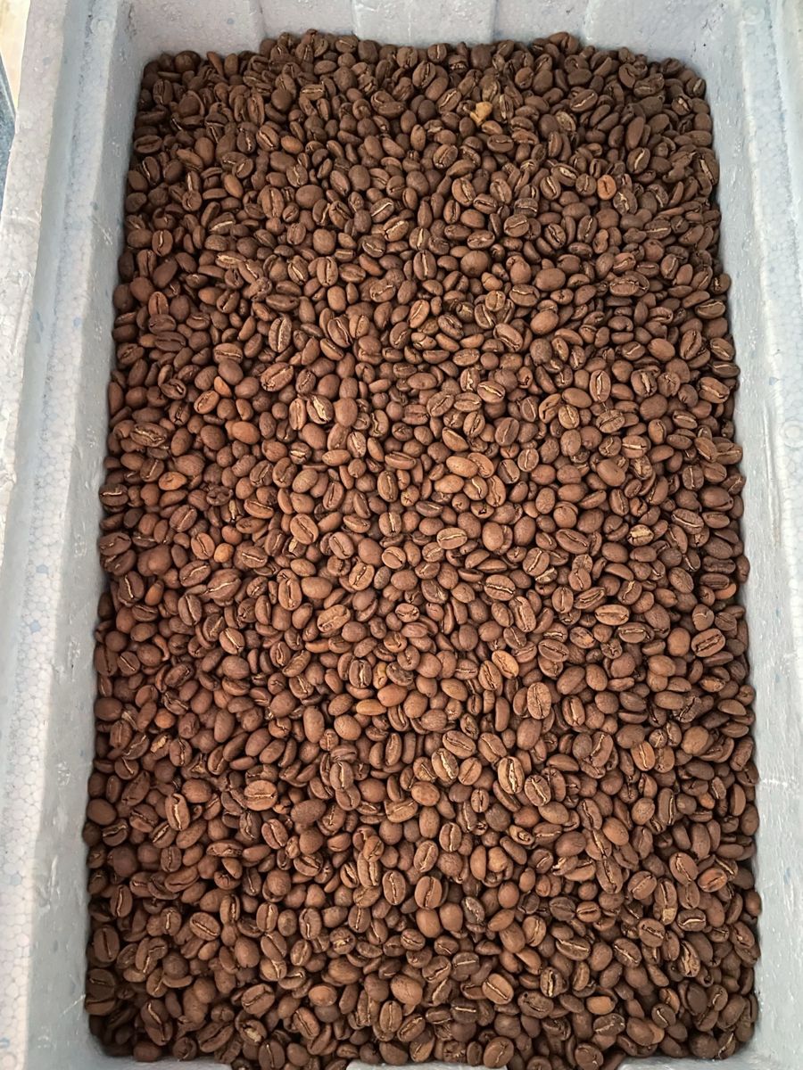 Freshly roasted Colombian coffee beans